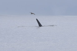 Albatross follows orca