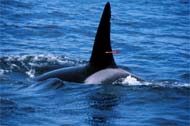 Killer whale darted for skin blubber sample, photo by Peggy Stap 