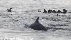 Bottlenose Dolphin and Sea Lions, photo by Daniel Bianchetta