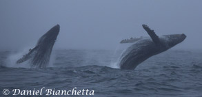 Double Humpback Whale breach, photo by Daniel Bianchetta