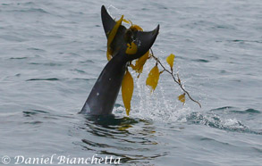 Kelping Risso's Dolphin, photo by Daniel Bianchetta