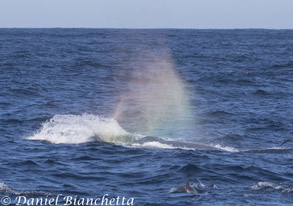 Rainblow from Humpback Whale, with Long-beaked Common Dolphins, photo by Daniel Bianchetta