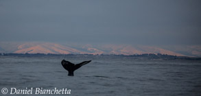 Humpback Whale tail at dusk, photo by Daniel Bianchetta