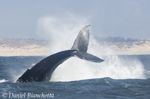 Humpback Whale tail throwing, photo by Daniel Bianchetta