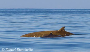 Mother and calf Cuvier's Beaked Whales, photo by Daniel Bianchetta