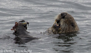 Southern Sea Otter eating a squid, photo by Daniel Bianchetta