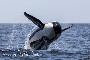 Male Killer Whale breaching, photo by Daniel Bianchetta