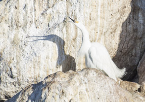 Snowy Egret, photo by Daniel Bianchetta