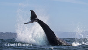 Tail throwing Humpback Whale, photo by Daniel Bianchetta