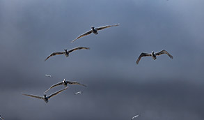 Brown Pelicans photo by daniel bianchetta