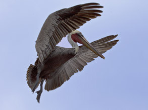 Brown Pelican in breeding plumage, photo by Daniel Bianchetta