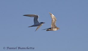 Elegant Tern and Pomarine Jaeger, photo by Daniel Bianchetta
