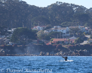 Gray Whale by Pacific Grove, photo by Daniel Bianchetta