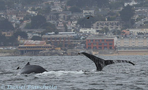 Humpback Whales close to shore, photo by Daniel Bianchetta