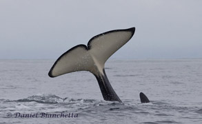 Killer Whale tail, photo by Daniel Bianchetta