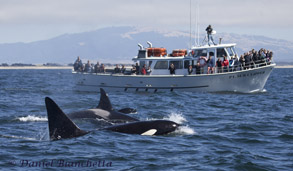 Killer Whales and whale watching boat, the Pt. Sur Clipper, photo by Daniel Bianchetta