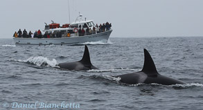 Killer Whales and Pt. Sur Clipper, photo by Daniel Bianchetta