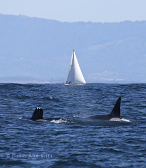 Killer Whales Stubby and Fat Fin, photo by Daniel Bianchetta