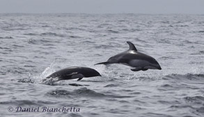 Northern Right Whale Dolphin and Pacific White-sided Dolphins, photo by Daniel Bianchetta