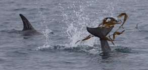 Risso's Dolphin Flipping Kelp, photo by Daniel Bianchetta