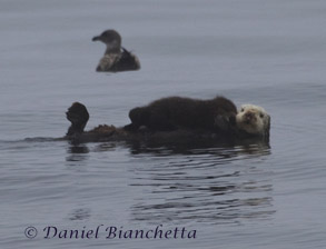 Sea Otter with pup, photo by Daniel Bianchetta