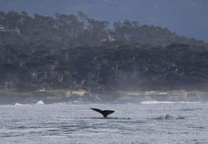 Two Gray Whales in Monterey Bay, photo by Daniel Bianchetta