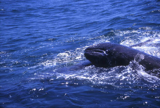 Gray whale mother attempts to keep calf on top of her