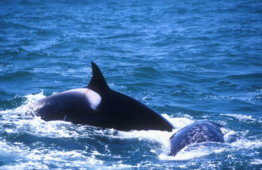 Female Killer Whale hits calf and injures her dorsal fin