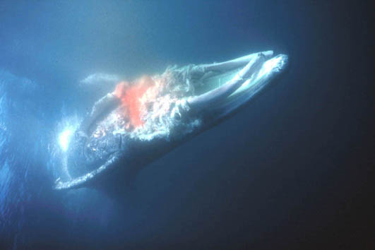 Gray Whale carcass after Killer Whales have fed