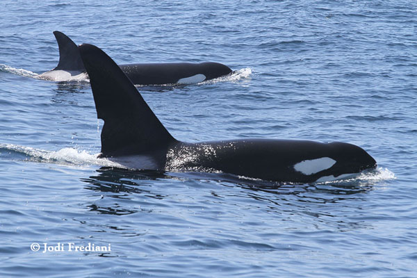 Male Killer Whale &quot;Can Opener&quot; and 