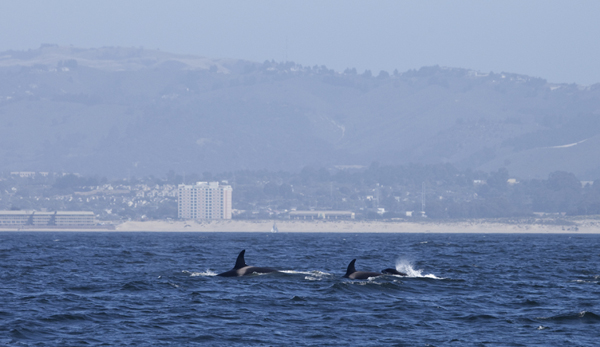 Killer Whales in Monterey Bay