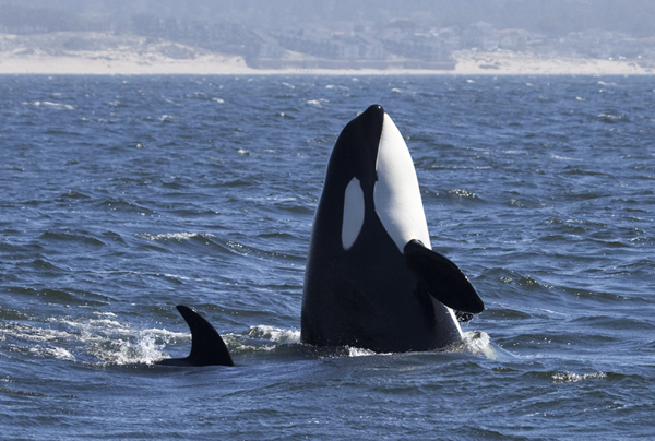 Spy Hopping Killer Whale