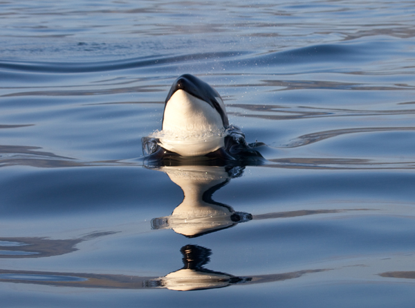 Killer Whale Spy Hopping