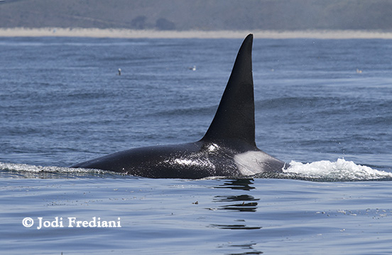 Killer Whale CA20, the male.