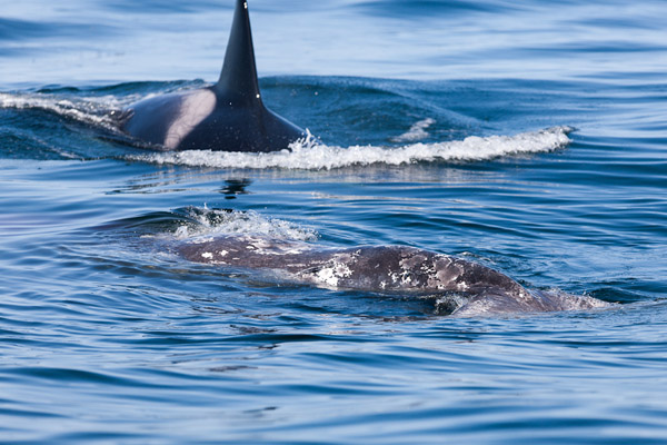 Killer Whale and Gray Whale Carcass, April 27, 2012