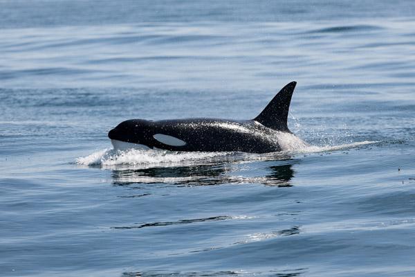 Killer Whale, April 27, 2012