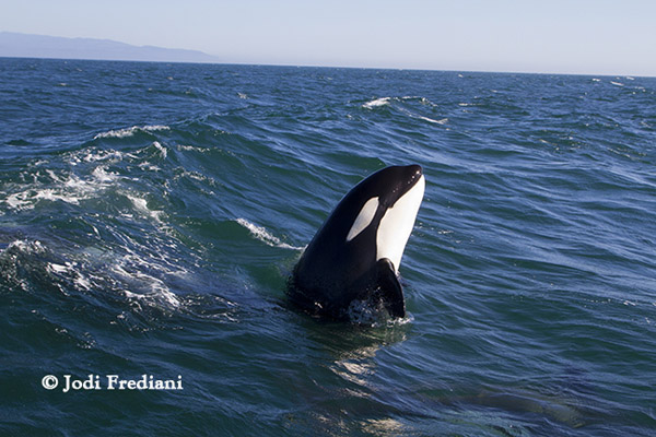 Killer Whale spy hopping