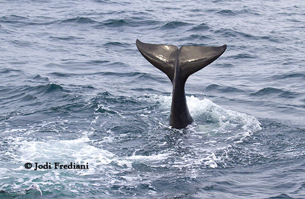 Killer whale celebrating after a kill