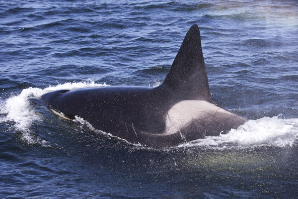 Killer Whale, photo by Daniel Bianchetta