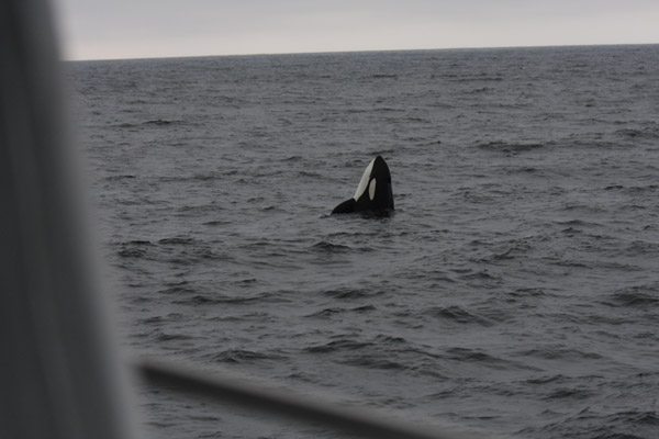 Killer Whale spy-hopping after predation on Dall's Porpoise