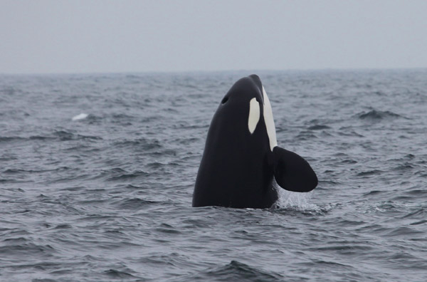 Killer Whale Spy-hopping