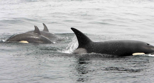 Two calves of similar age play together while their family group socializes