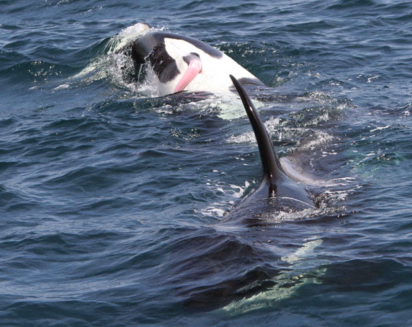 Young male Killer Whale swims upside down while socializing