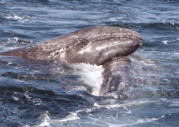 Adult female killer whale tries  to separate gray whale calf from its mother