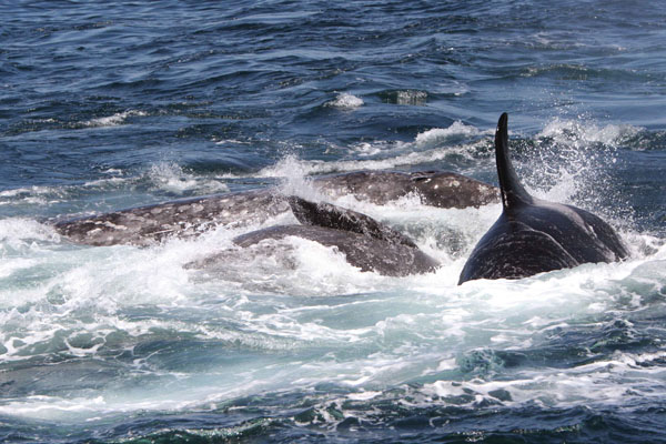 Gray whale calf tries to seek protection from its mother by getting on her back, while under attack by killer whales