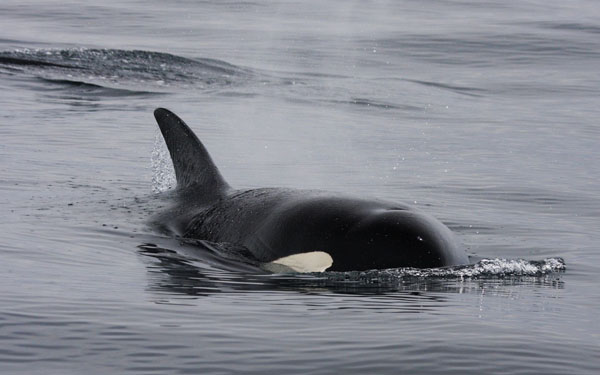 Juvenile killer whale surfaces