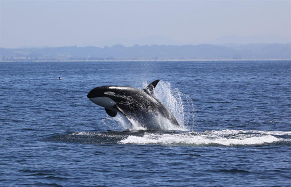 Female killer whale leaps quickly out of water while chasing seals at high speed