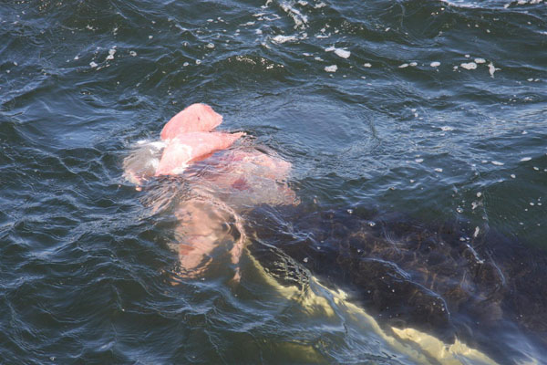 Killer whale coming from below a piece of seal prey