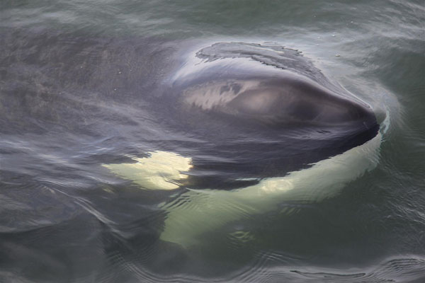 Young killer whale becomes curious about the boat