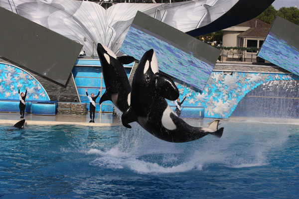 Captive killer whales in Florida